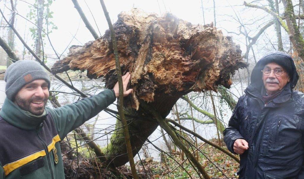 Notwendige Baumfällungen zwischen Schulstraße und Enz